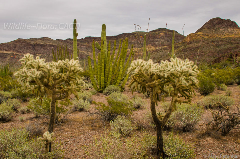 Cacti-54.jpg