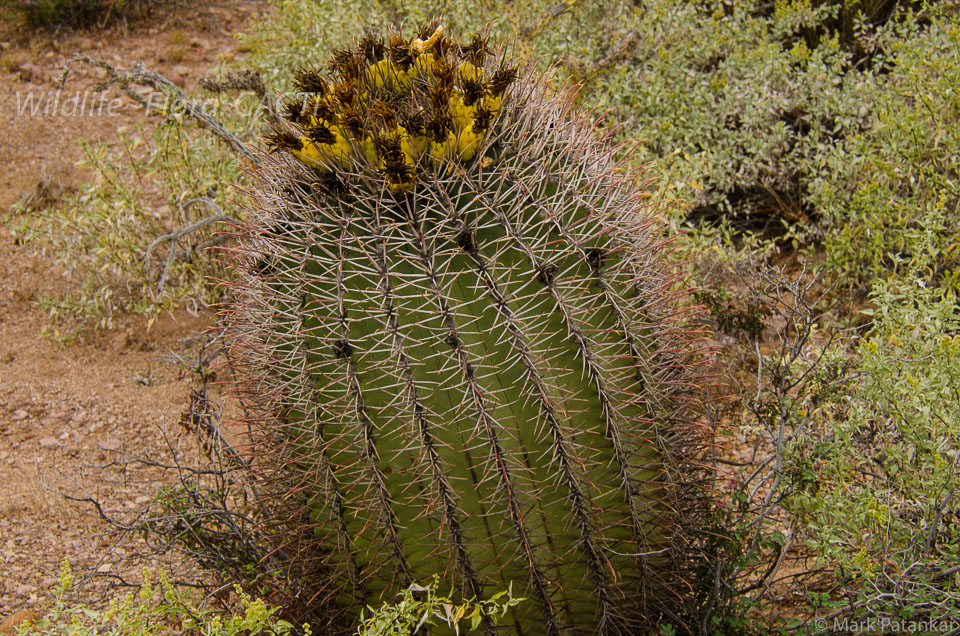 Cacti-55.jpg