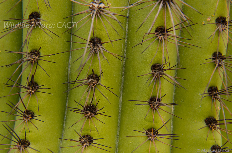 Cacti-56.jpg