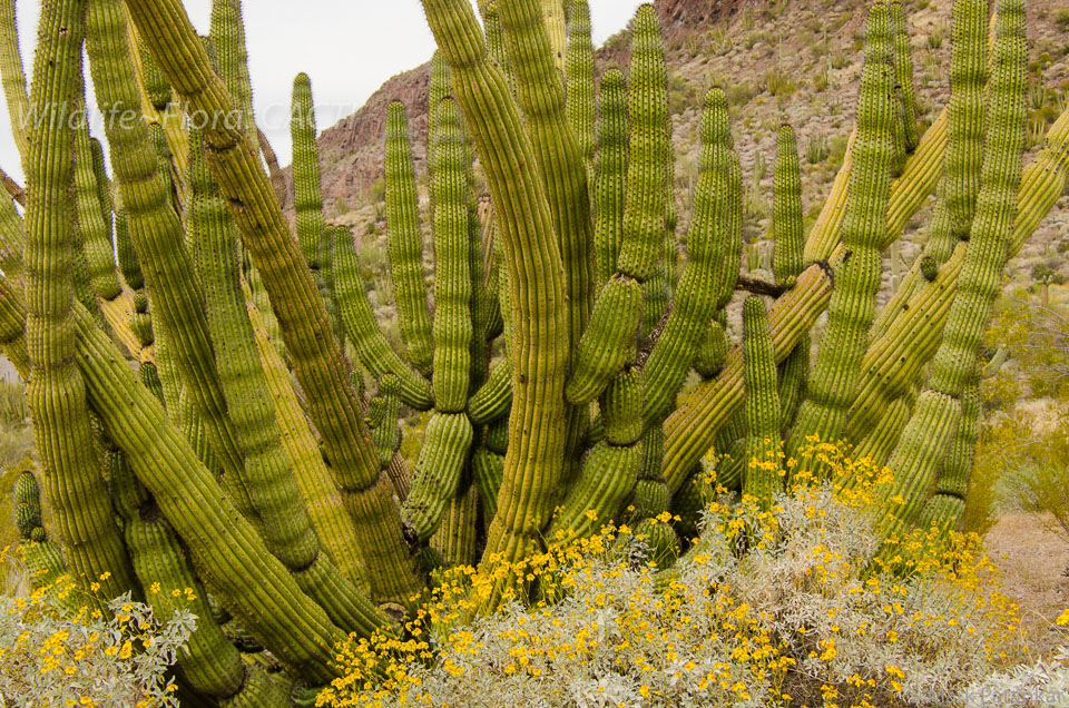 Cacti-57.jpg