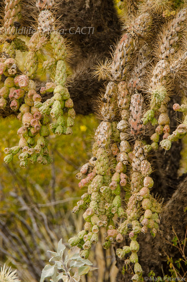 Cacti-58.jpg