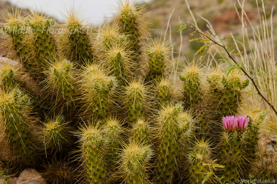 Cacti-59.jpg