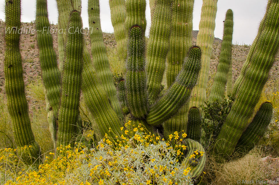 Cacti-60.jpg