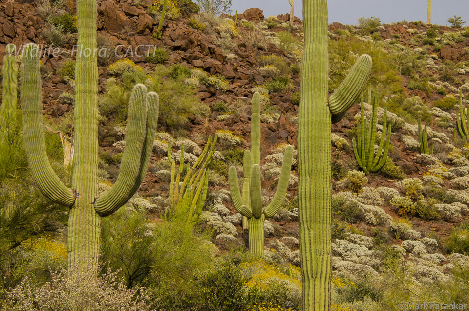 Cacti-62.jpg