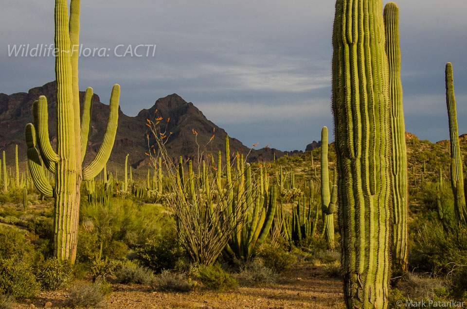 Cacti-63.jpg