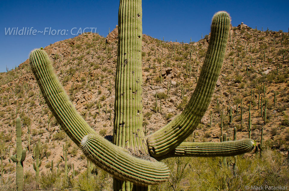 Cacti-64.jpg