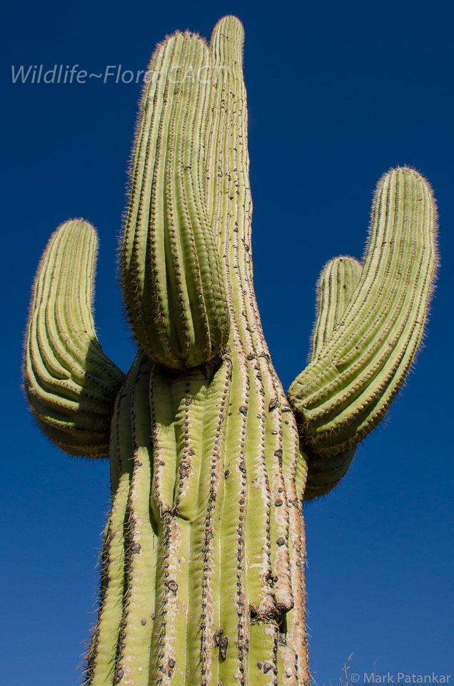 Cacti-66.jpg