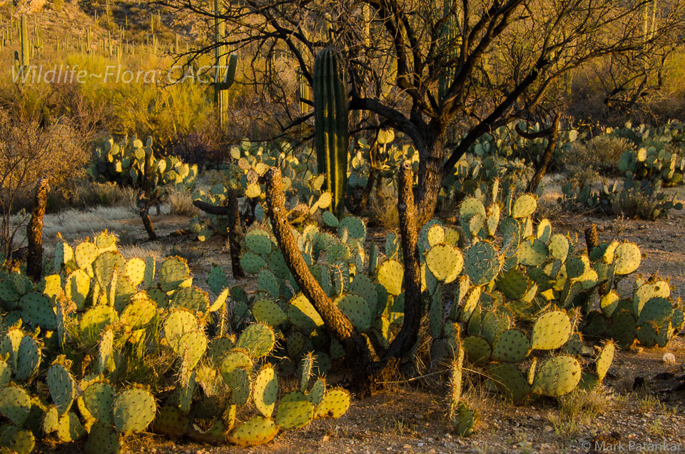 Cacti-68.jpg