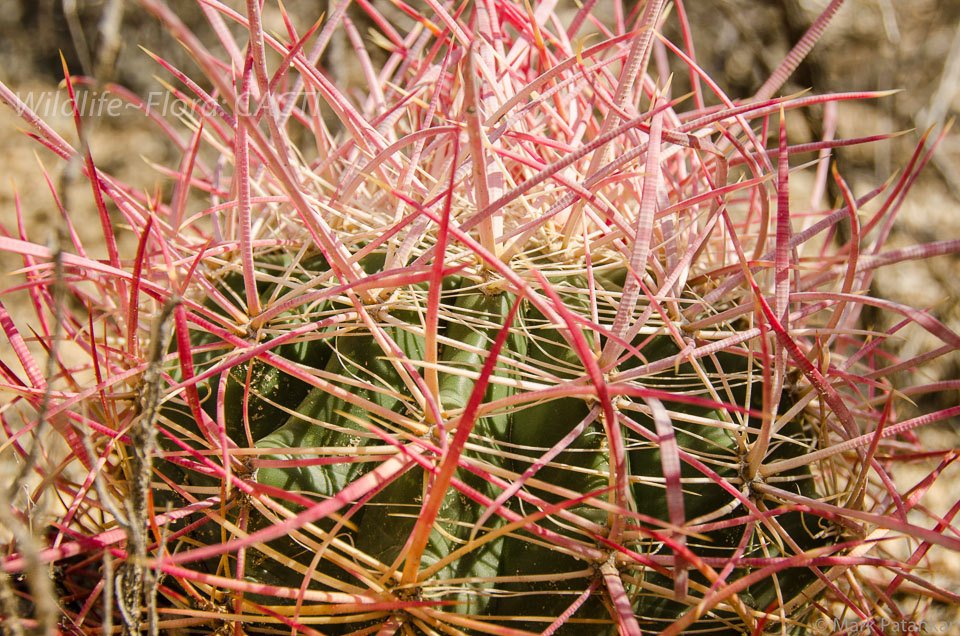 Cacti-7.jpg