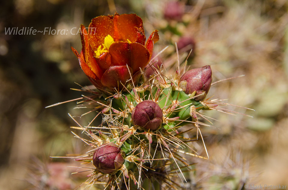 Cacti-72.jpg