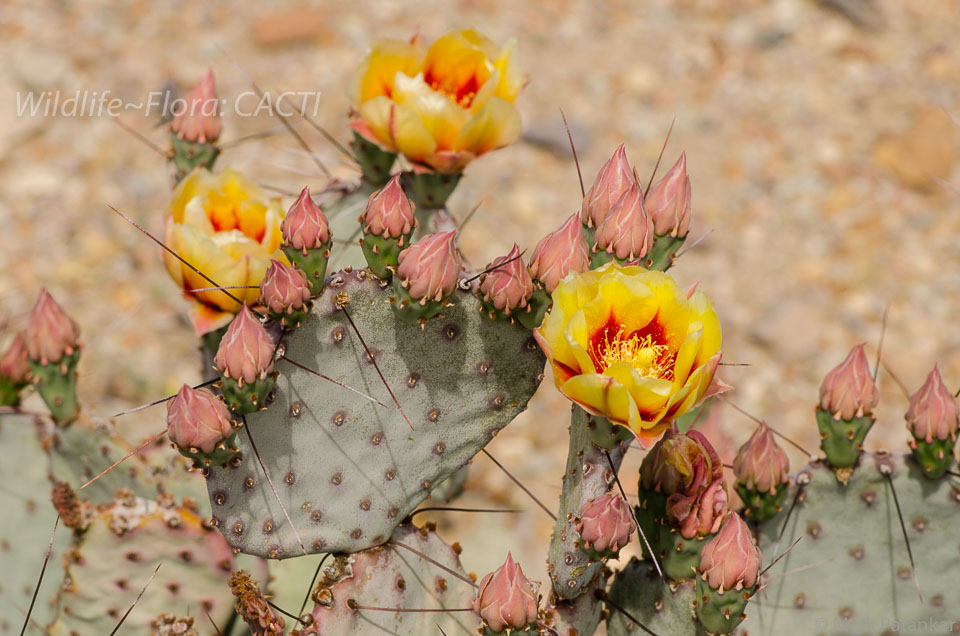 Cacti-78.jpg