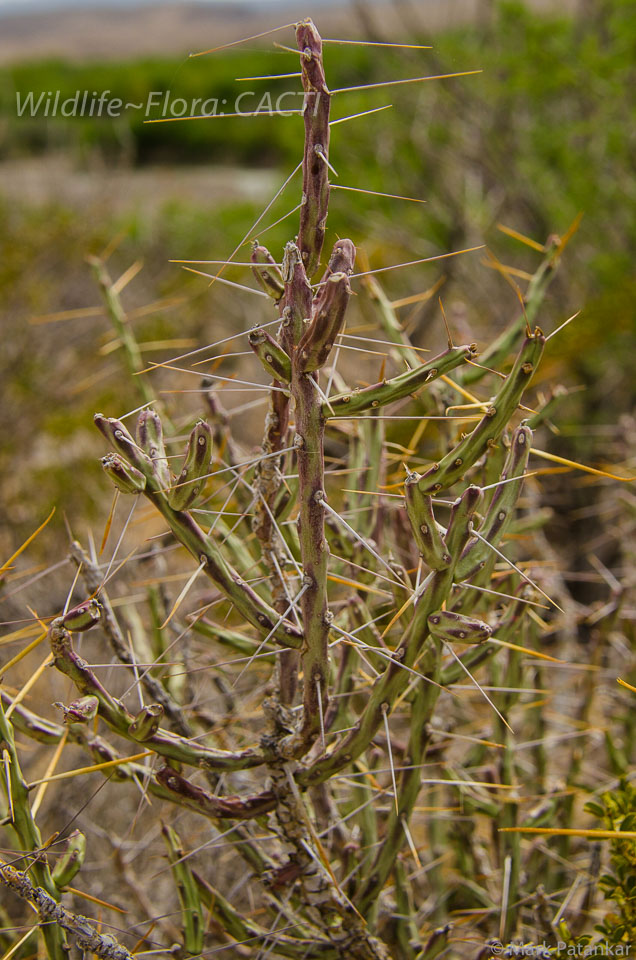 Cacti-81.jpg