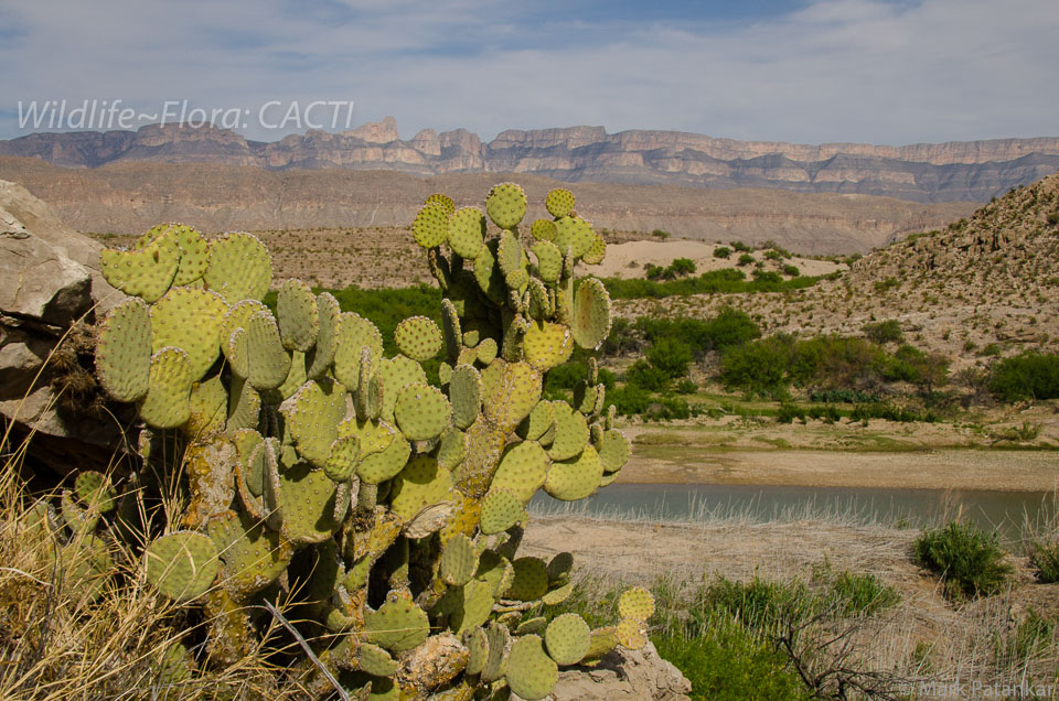 Cacti-83.jpg