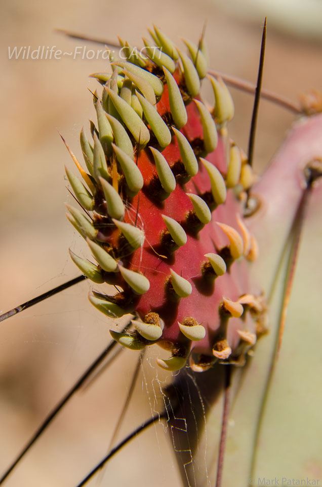 Cacti-88.jpg