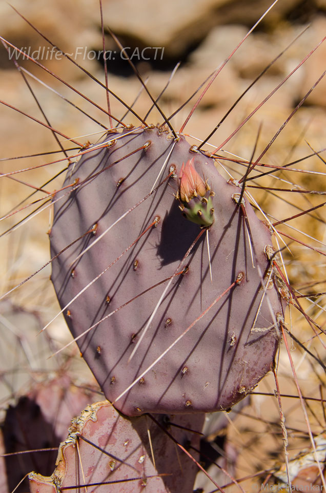 Cacti-90.jpg