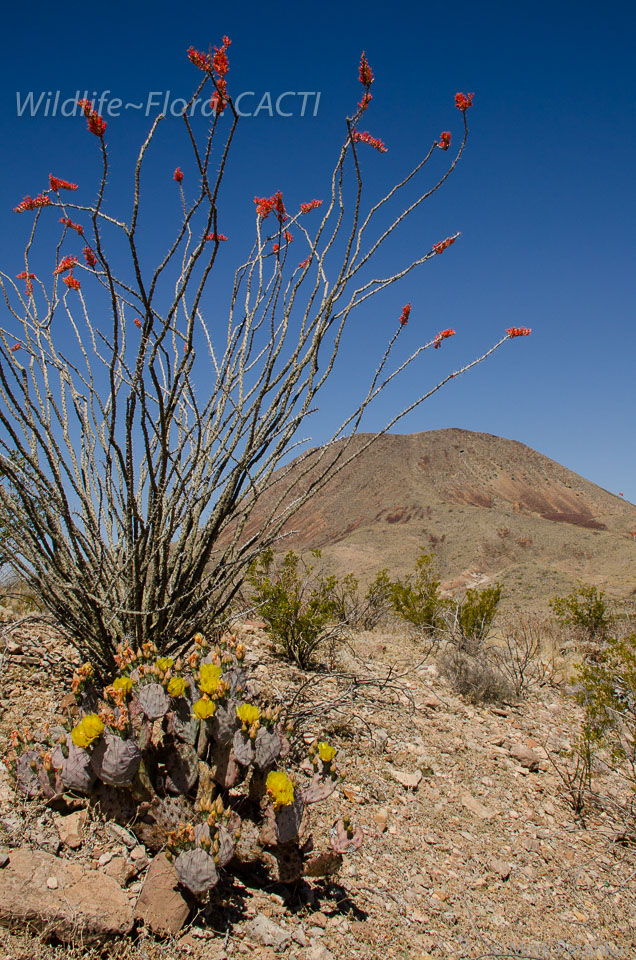 Cacti-91.jpg