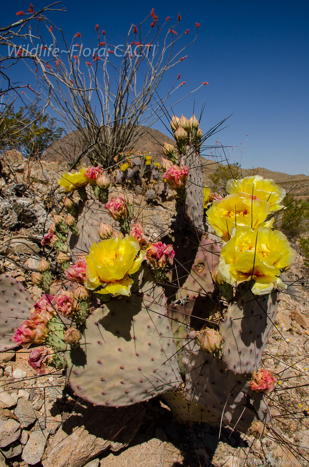 Cacti-94.jpg