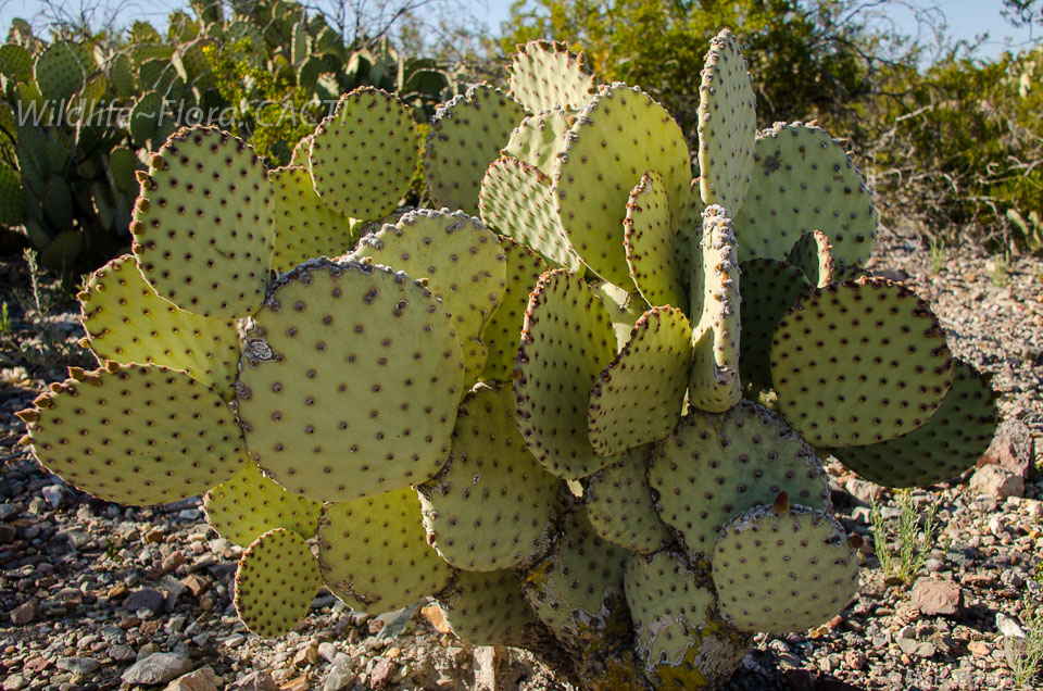 Cacti-96.jpg