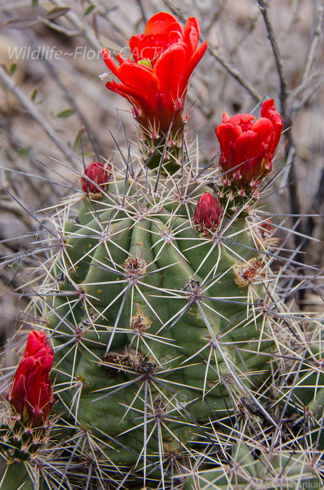 Cacti-97.jpg