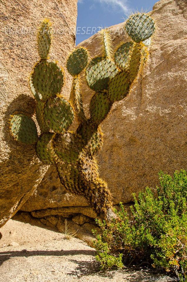 Desert-Plants-1.jpg