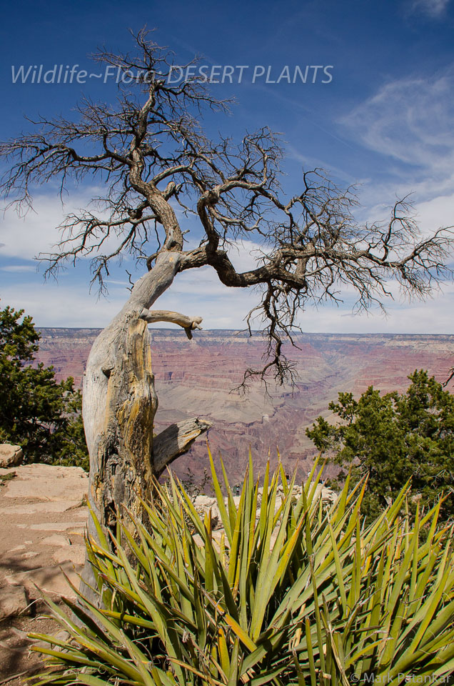 Desert-Plants-10.jpg