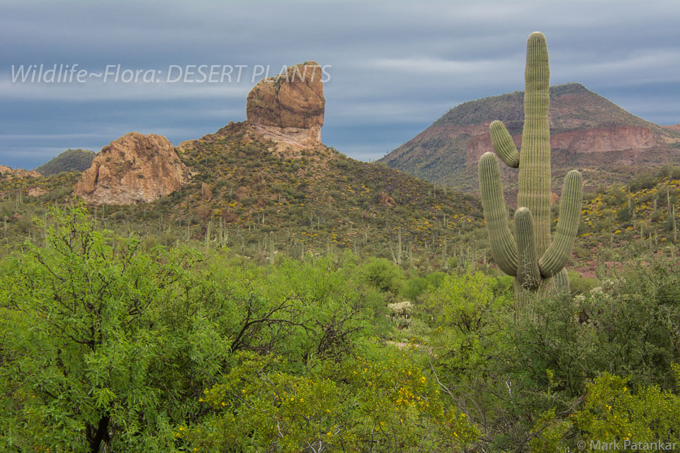 Desert-Plants-102.jpg