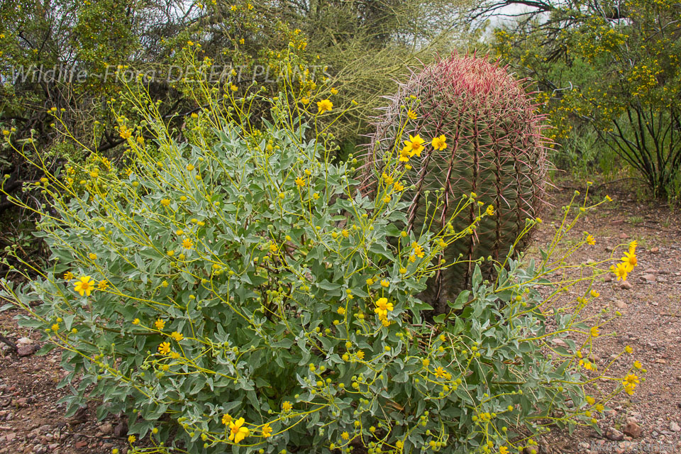 Desert-Plants-103.jpg