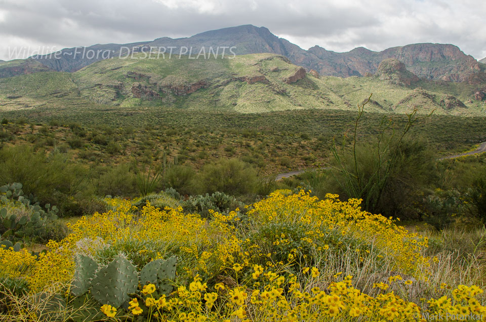 Desert-Plants-104.jpg