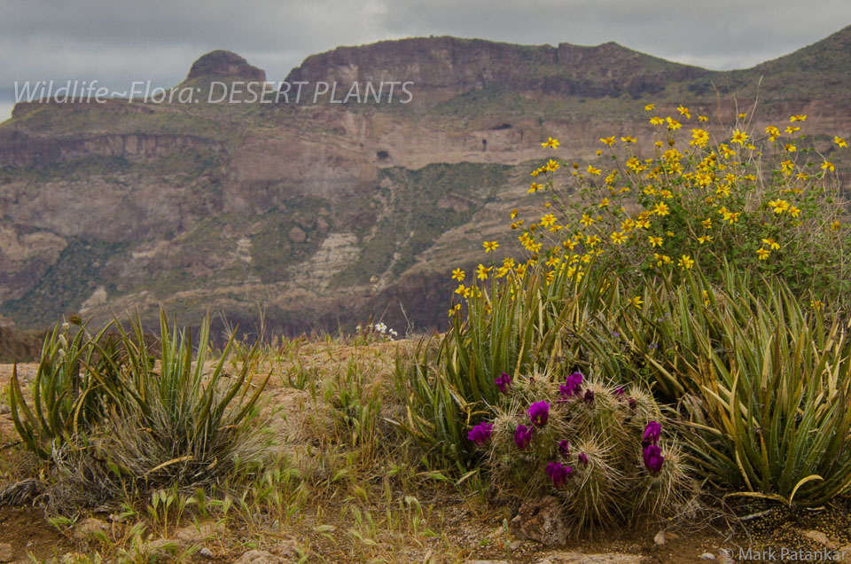 Desert-Plants-105.jpg