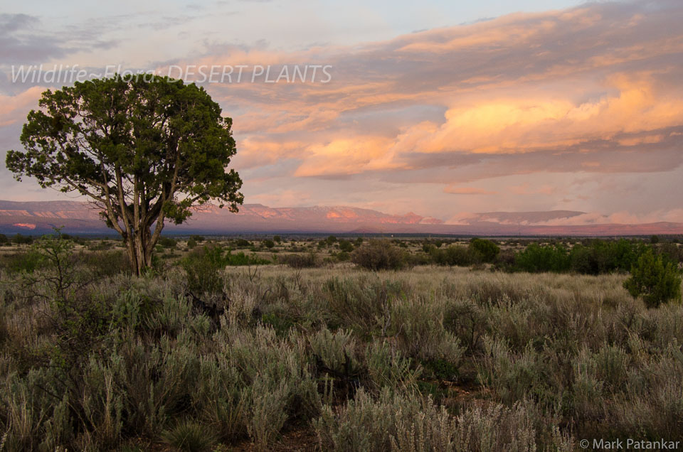 Desert-Plants-106.jpg