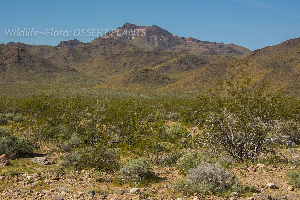 Desert-Plants-107.jpg