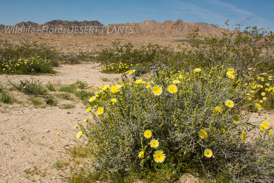 Desert-Plants-108.jpg