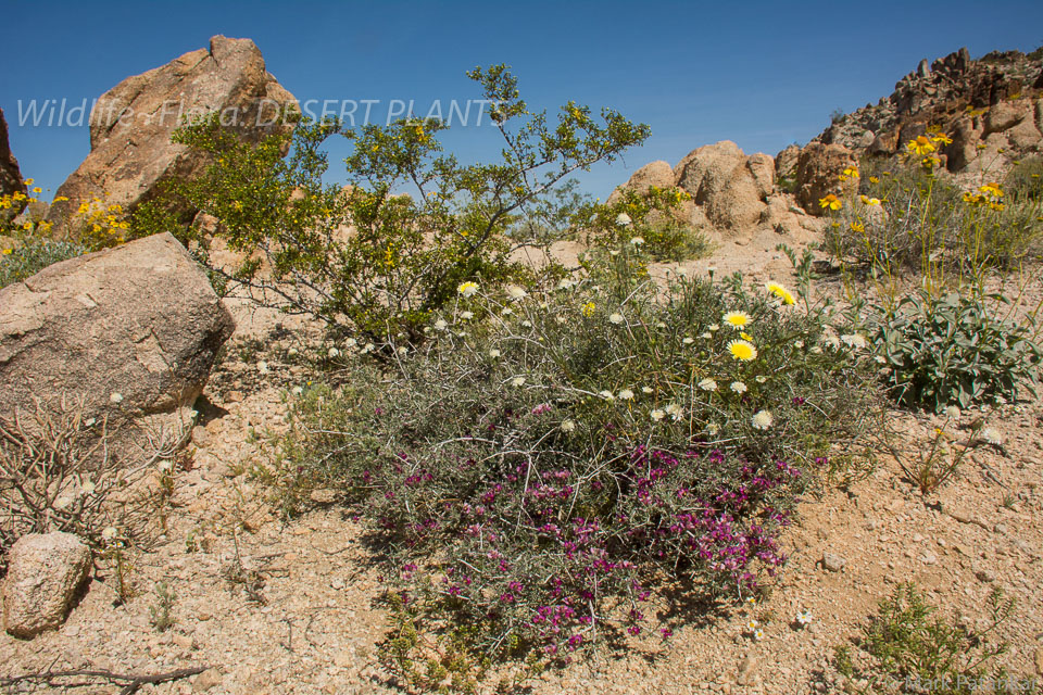 Desert-Plants-109.jpg