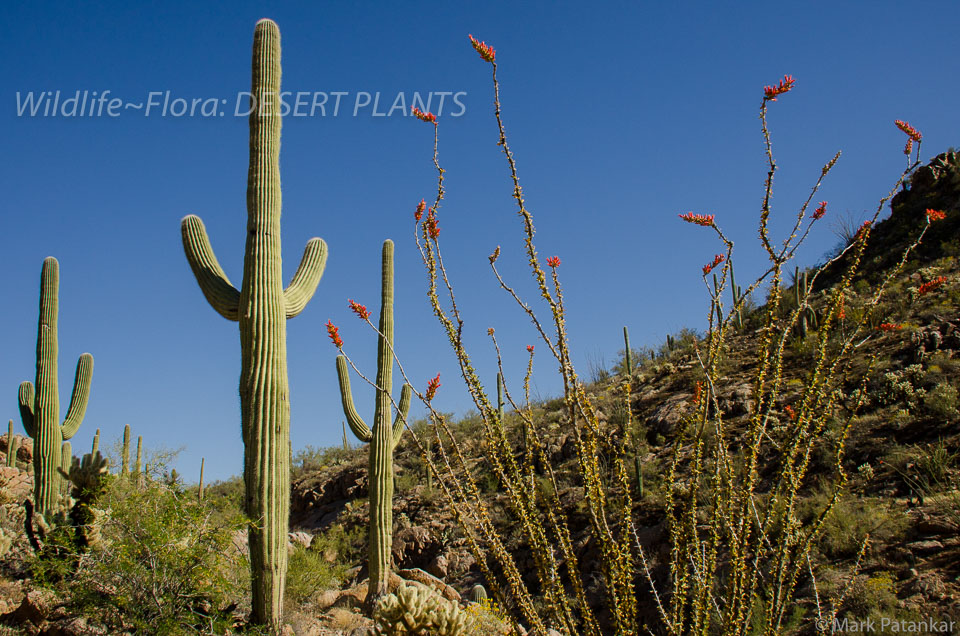 Desert-Plants-11.jpg