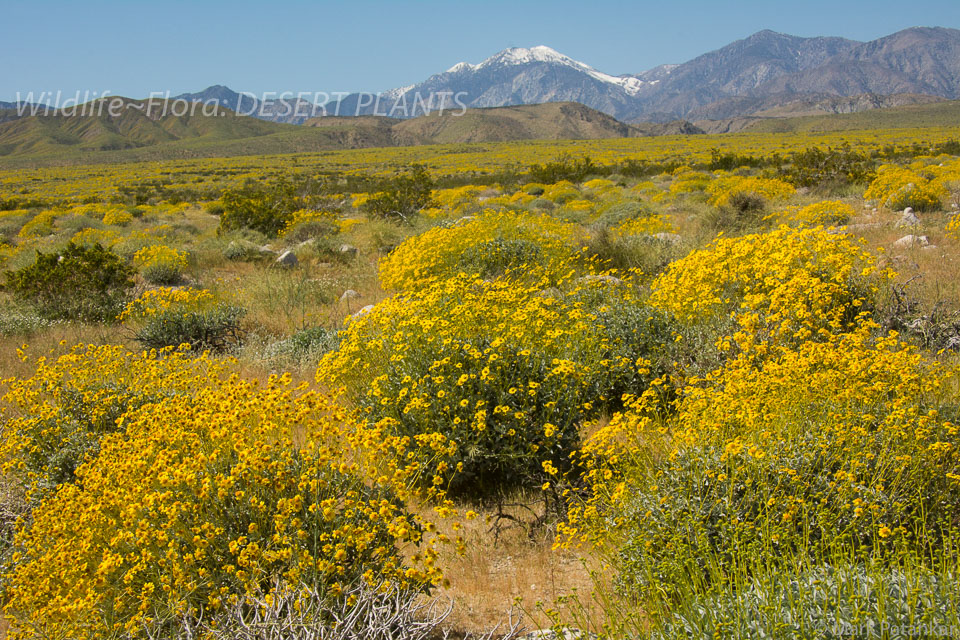 Desert-Plants-111.jpg