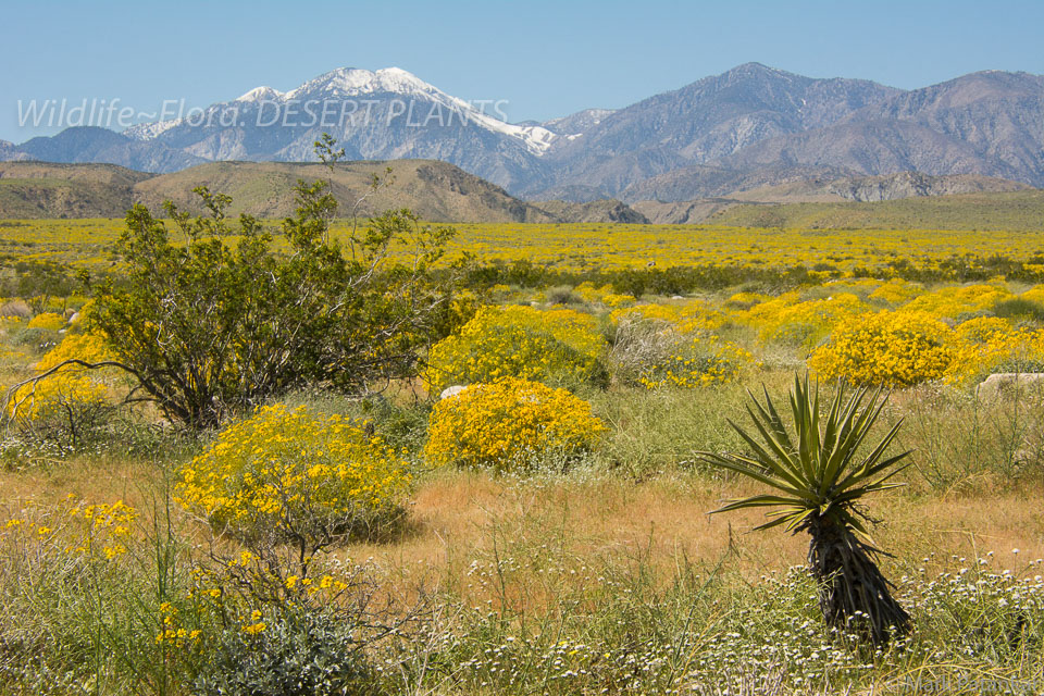 Desert-Plants-112.jpg