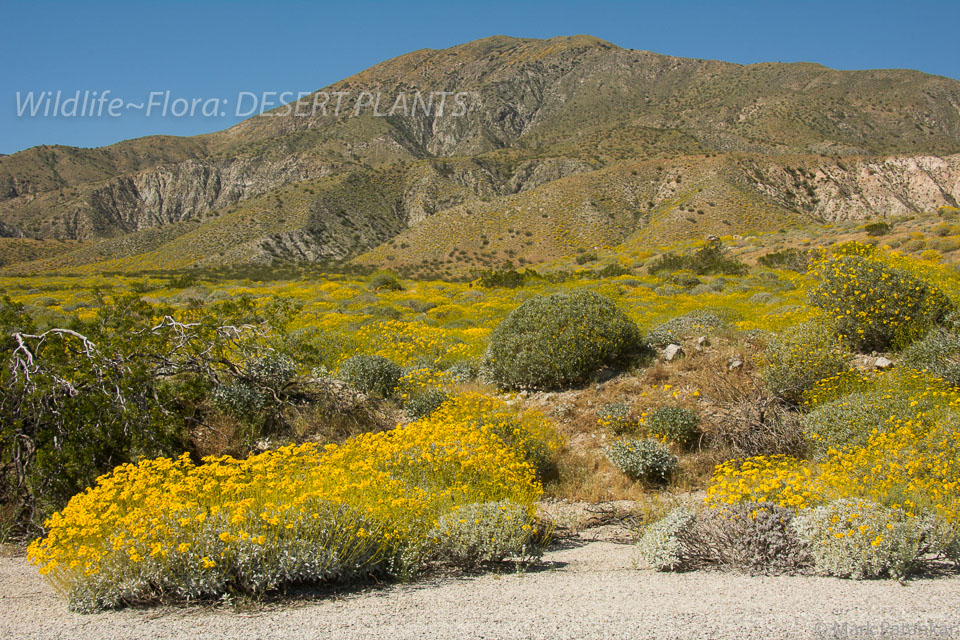 Desert-Plants-113.jpg