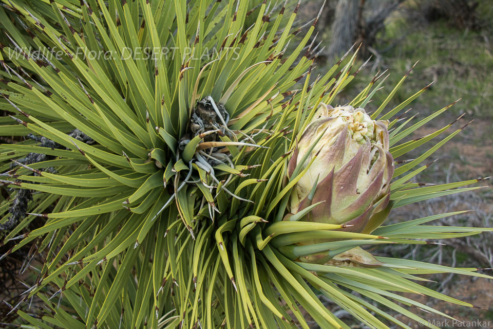 Desert-Plants-114.jpg