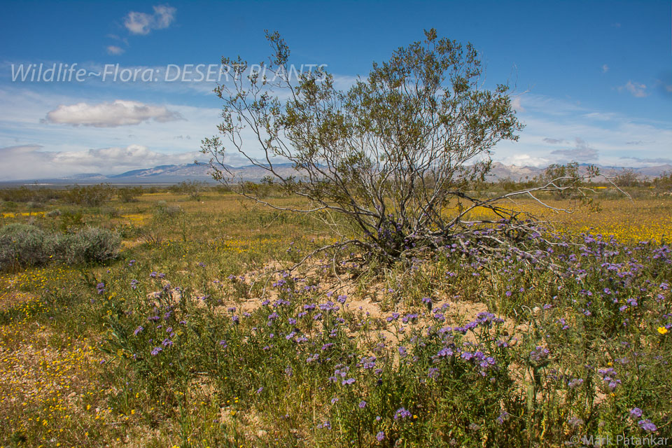 Desert-Plants-115.jpg