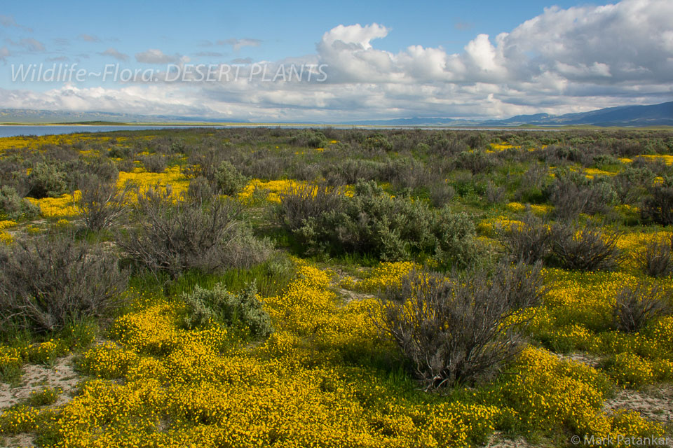 Desert-Plants-116.jpg