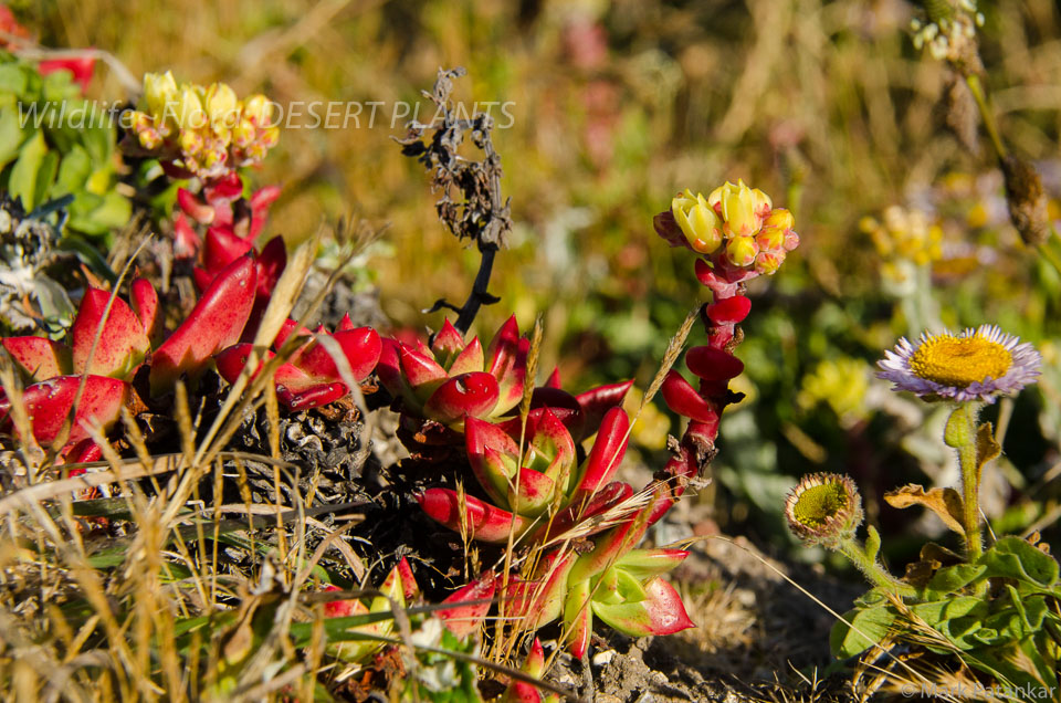 Desert-Plants-117.jpg