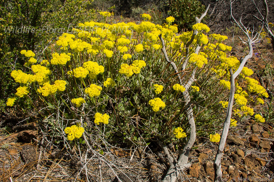 Desert-Plants-120.jpg