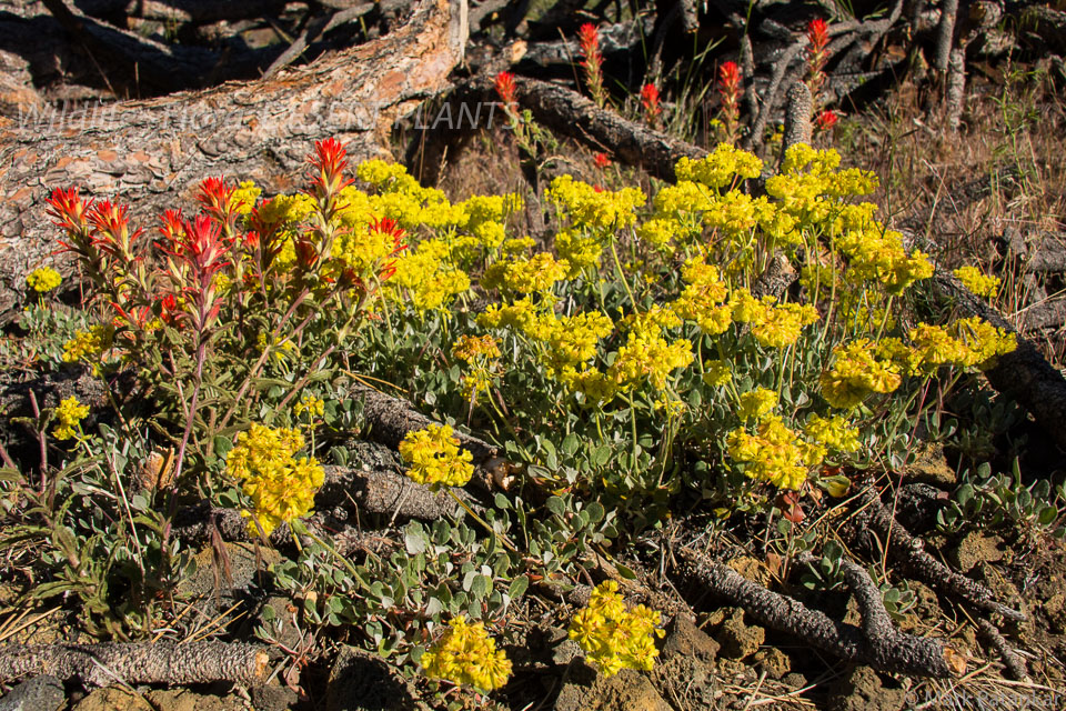 Desert-Plants-121.jpg