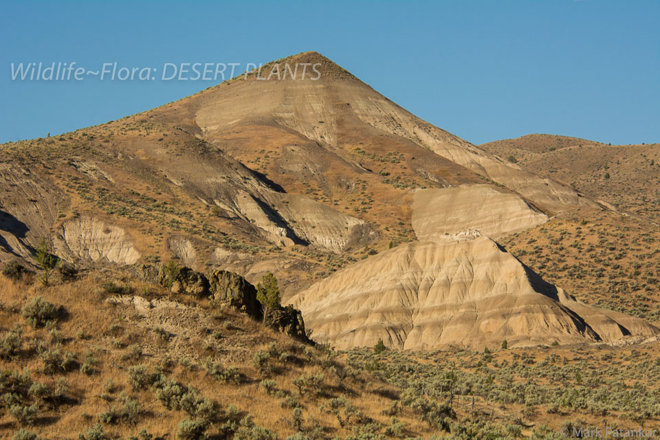 Desert-Plants-122.jpg