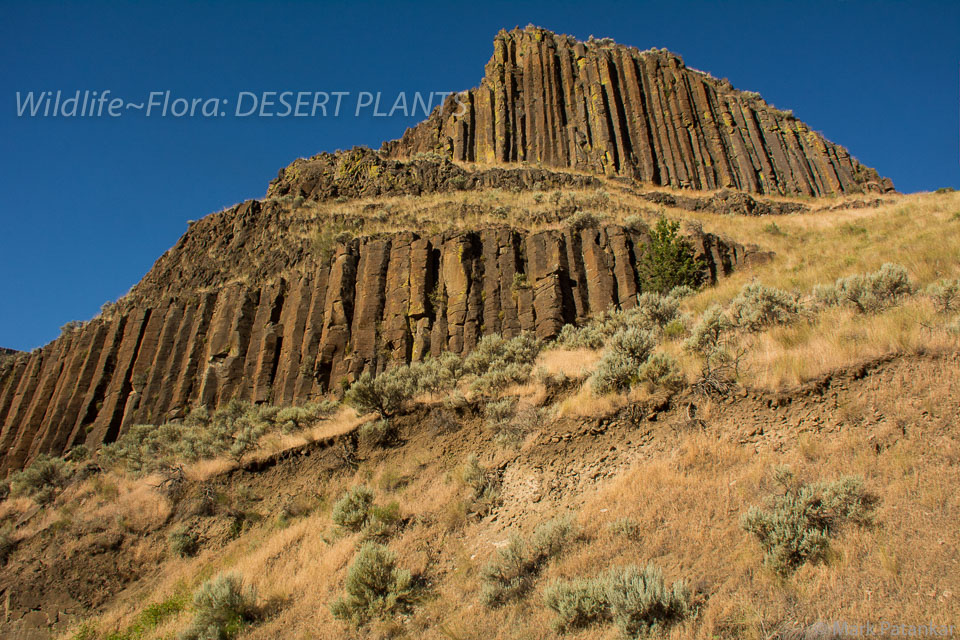 Desert-Plants-123.jpg