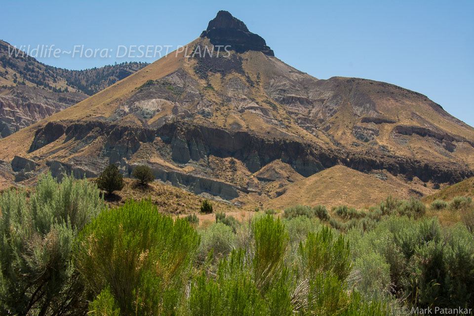 Desert-Plants-124.jpg