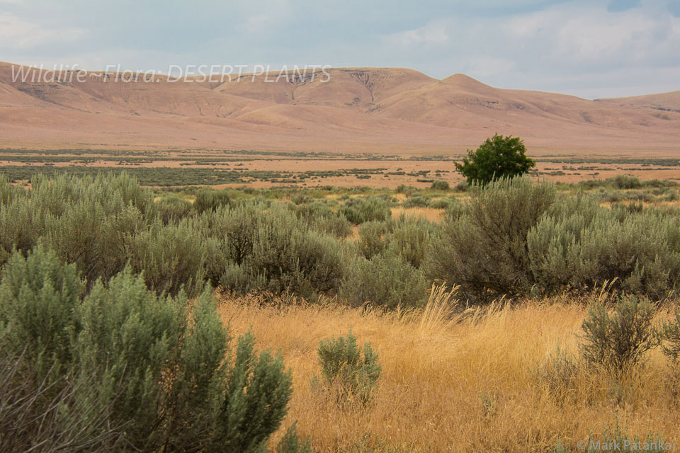 Desert-Plants-125.jpg