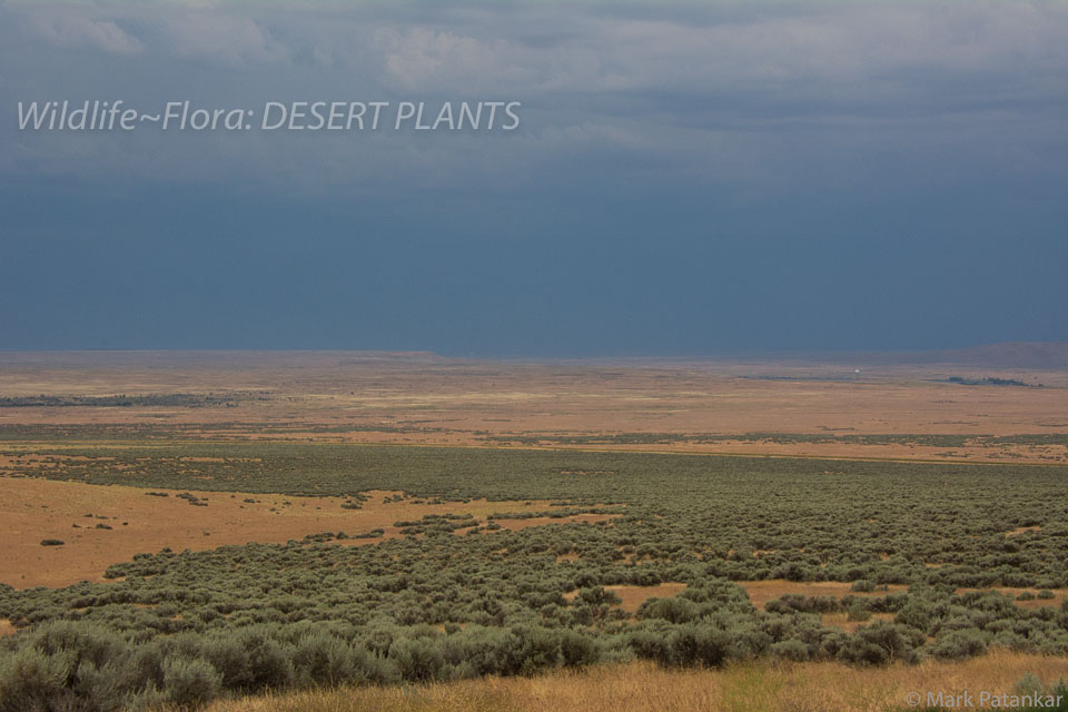 Desert-Plants-126.jpg