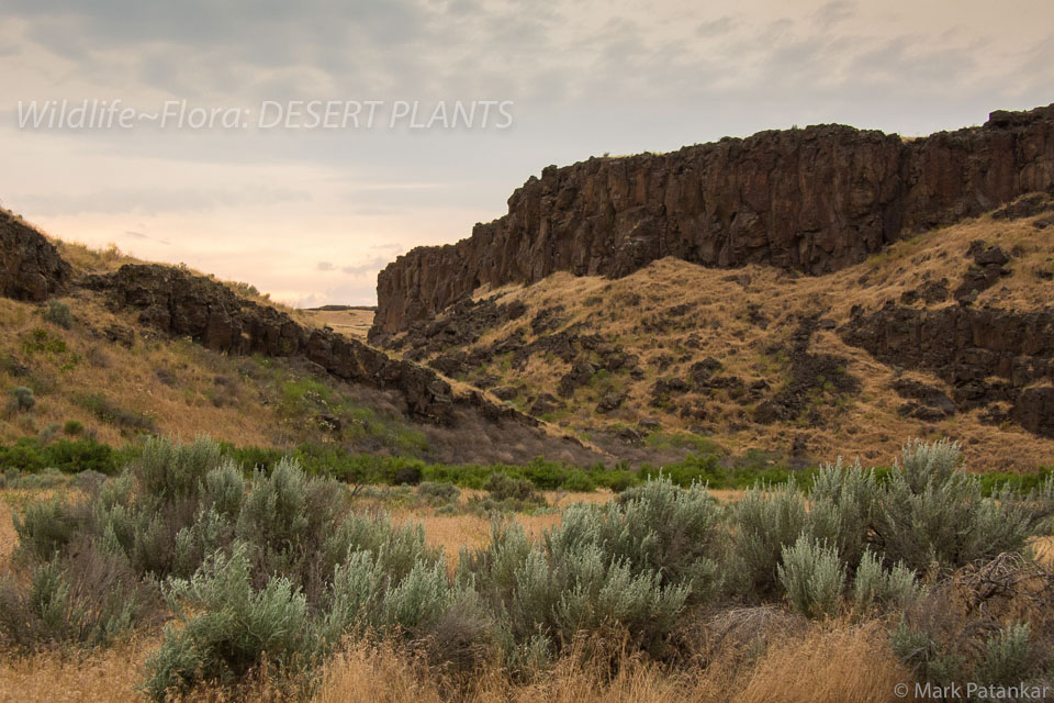 Desert-Plants-128.jpg