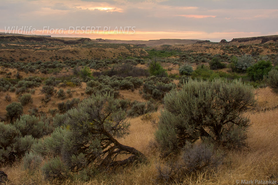 Desert-Plants-129.jpg